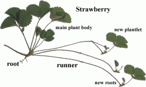 Caring for your Strawberry Plants 1